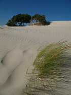 Dune di sabbia di Portopino