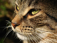 Gatto tigrato dedito alla meditazione