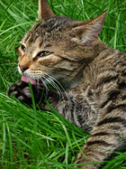 Pulizie di primavera - Gatto che si lecca la zampa