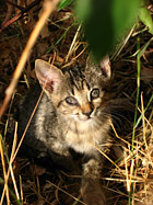 Gattino incuriosito dai passi del fotografo