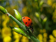 Coccinella - Ladybug