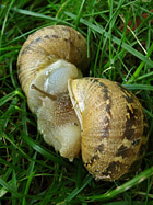 Chiocciole (lumache) in riproduzione