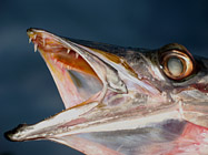 Possente dentatura di un Barracuda Mediterraneo