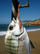 Sarago catturato pescando col Surfcasting